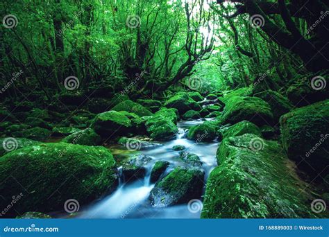 Vibrant Scenery Of A River In The Middle Of A Forest In Yakushima