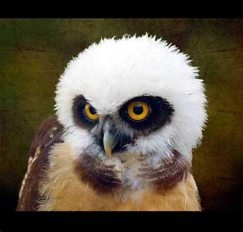 For You Because You Love Owls Juvenile Spectacled Flickr