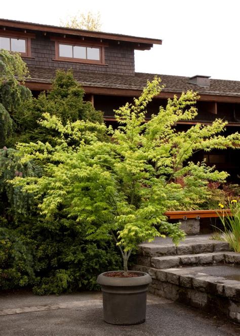 Japanese maples can adapt to a wide range of cultural situations. Japanese Maples: Planting, Growing and Care Tips | HGTV