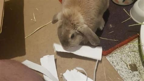 25 Easy Diy Rabbit Digging Box Plans