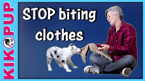 how to train dog to stop biting clothes in 2020 | Stop ...