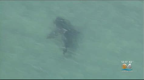 Giant Shark Spotted In South Florida Youtube