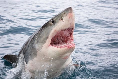 The Meaning And Symbolism Of The Word Shark