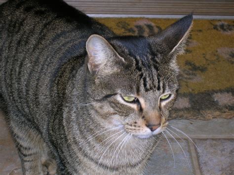 File:Tabby-cat.jpg - Wikimedia Commons