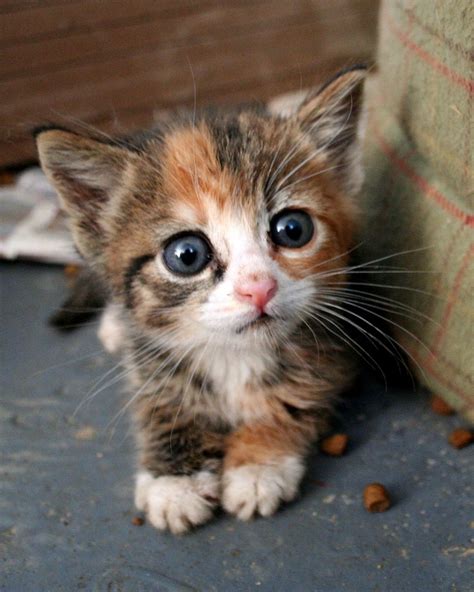 A Cute Babe Kitten Cats Photo Fanpop