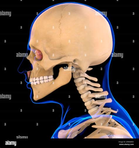 Depressor Labii Inferioris Muscle Anatomy For Medical Concept 3d