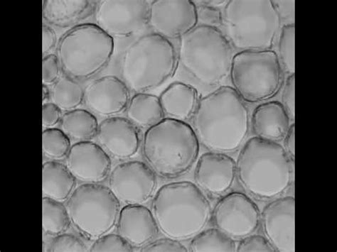 To provide the cell with the strength to support its. Bright-field light microscopy images of plant cell walls ...