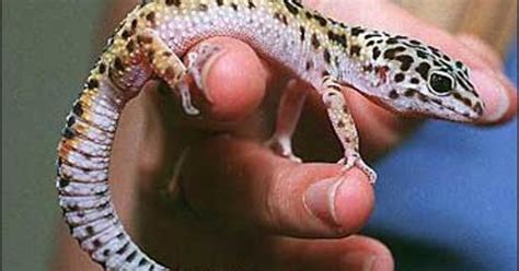 Geckos Sticky Secret Revealed Cbs News