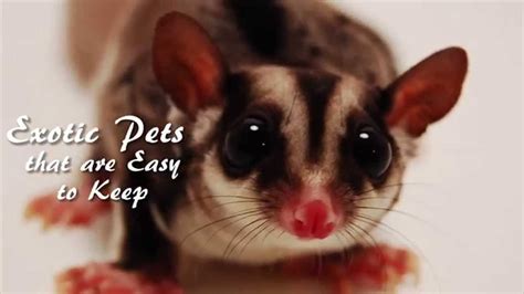 The Best Exotic Pets - YouTube