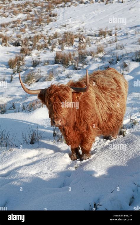 Highland Cow Snow Uk Hi Res Stock Photography And Images Alamy