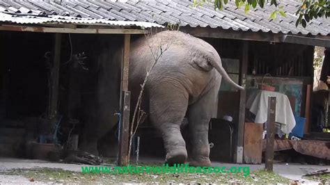 Put another way, it is a noticeable issue that is not acknowledged or addressed. wild elephant in the house - YouTube