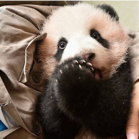 Cute Little Panda Bear With Innocent Eyes Panda Pandas Pandabear