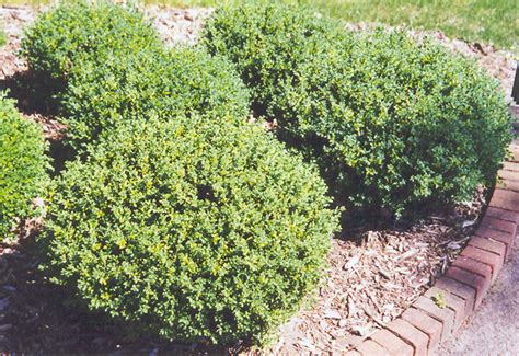 Japanese Boxwood Buxus Microphylla In Issaquah Seattle Bellevue