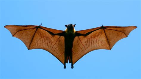 Bbc Earth Why Some Male Bats Have Spines On Their Penises