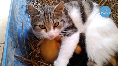 Feral cat populations, if not trapped, neutered, and released, will continue to grow, escalating animal control told me cats are free to roam so no help there. Amazing footage of a cat breastfeeding ducklings!! - YouTube