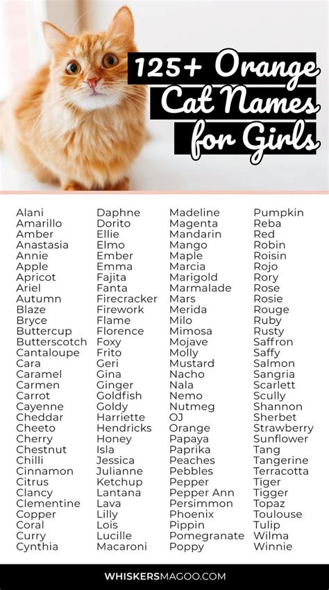 125 Cute Orange Cat Names For Girl Cats Whiskers Magoo Girl Cat