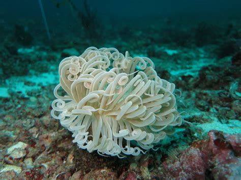 Free Images : water, nature, ocean, diving, wildlife, underwater