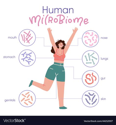 Different Types Of Human Microbiome Infographic Vector Image
