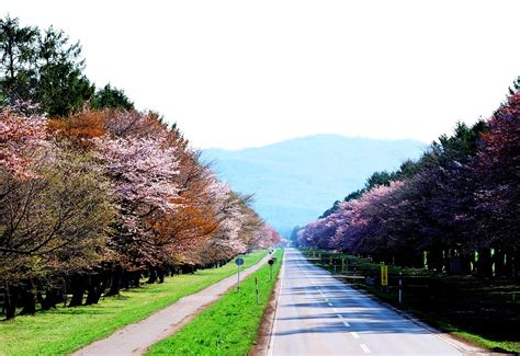 Japan wallpapers, backgrounds, images— best japan desktop wallpaper sort wallpapers by: Foto para wallpaper Japão, Flores, Flor De Cerejeira 🔥 ...