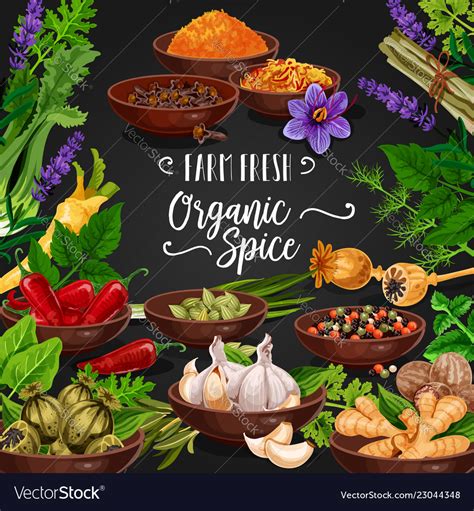Herbs And Spices Poster For Fresh Seasonings Shop Vector Image