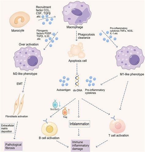 Frontiers Potential Therapeutic Targets Of Macrophages In Inhibiting