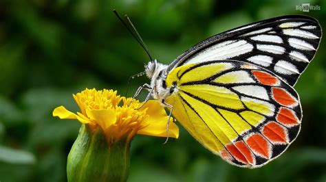 22 Colorful Wallpaper Butterfly Pictures