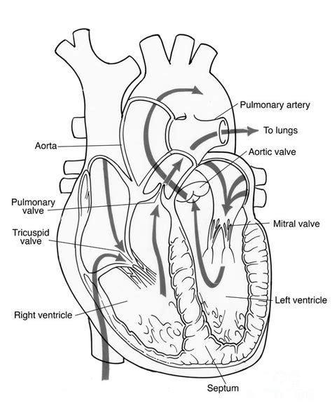 In human heart diagram the coronary arteries are the first to accept the blood that is reach is oxygen. Illustration Of Coronary Circulation Photograph by Science Source