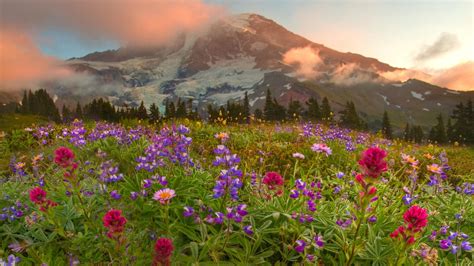 Landscape Flowers Mountain Canada Wallpapers Hd Desktop And Mobile