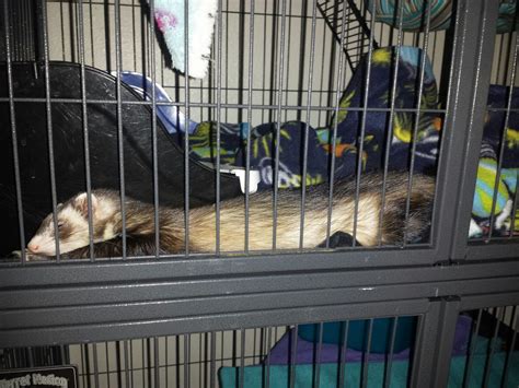 Help! There's a cat snake in my ferret's cage, do you think it's