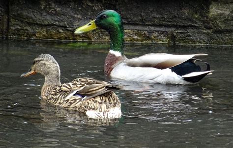 Ducks In The Pond Free Stock Photo Public Domain Pictures