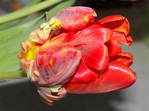 Banco De Imagens Plantar Flor Pétala Tulipa Primavera Vermelho