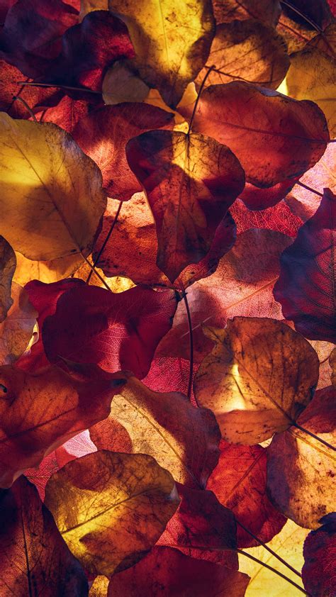 Autumn Leaves 4k 8k Wallpapers Hd Wallpapers Id 30144