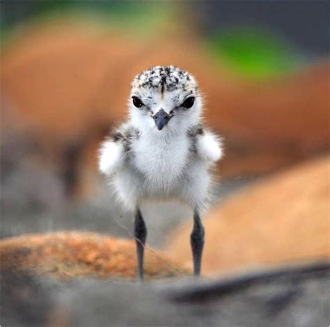 Wallpapers Unlimited Beautiful Baby Birds
