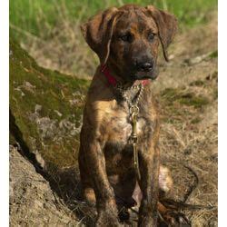 Why buy a plott hound puppy for sale if you can adopt and save a life? Plott Hound! This isn't a photo of our dog but she looks ...