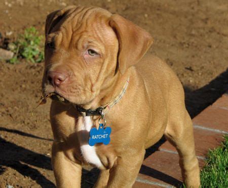 Blue heeler mix puppies for sale in pa and ohio! Pitbull Mixed With Mastiff | pups | Pitbulls, Pitbull mastiff, Mastiff dogs