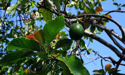 Hass Avocado Tree Growing Your Own Guacamole Epic Gardening