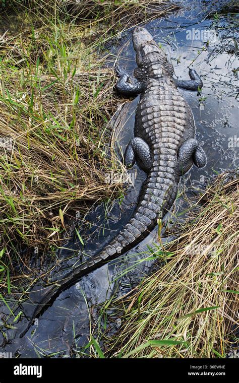 American Alligator In Everglades National Park Florida Stock Photo Alamy