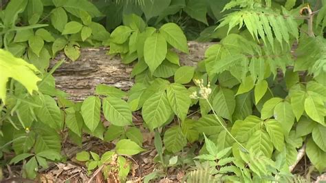 Climate Change Could Be Leading To More Poison Ivy In Connecticut Nbc