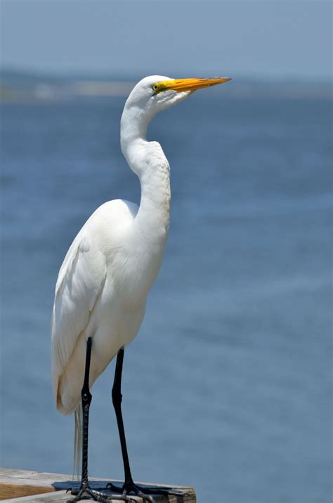 White Egret Free Stock Photo Public Domain Pictures