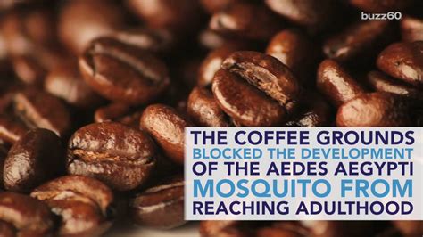 Coffee May Be The Secret Zika Mosquito Repellent Uses For Coffee