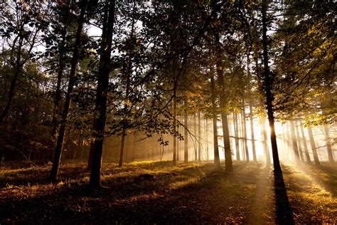 Download Good Morning Forest Nature Wallpaper