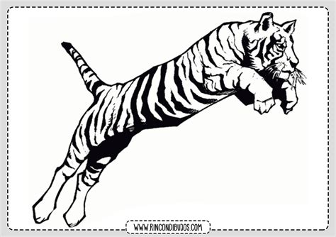 Dibujos De Tigres Para Colorear Rincon Dibujos