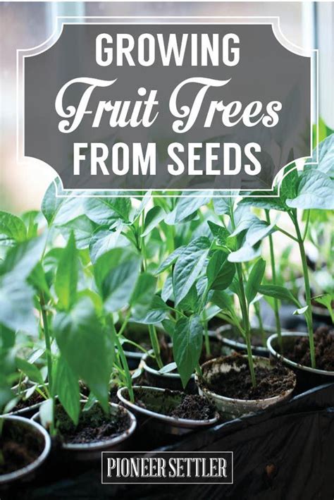 Growing Fruit Trees From Seeds You Save Homesteading Growing Fruit