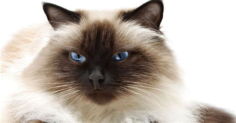 Maybe you would like to learn more about one of these? The Himalayan Cat Is A Persian In Siamese Drag ...