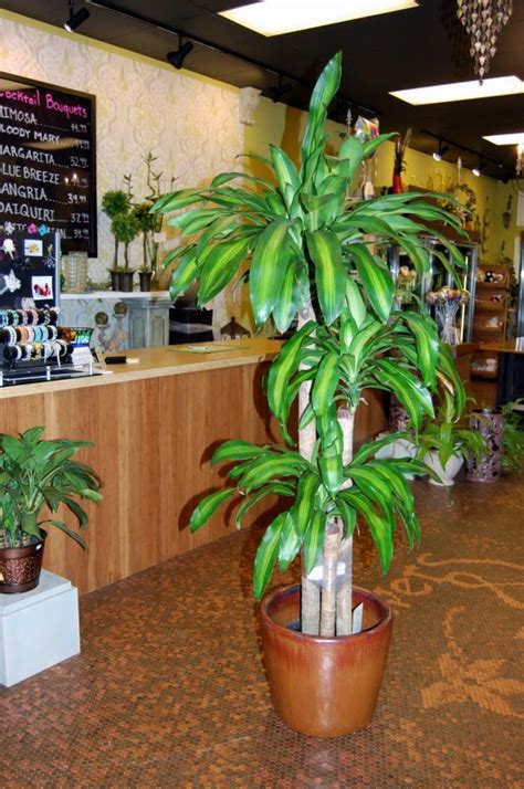 Temperatures higher than 75 degrees fahrenheit can burn the leaves, which also isn't good. The Indoor Garden: How to care for a Corn Plant or ...