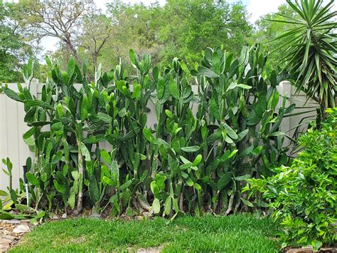 Free Stuff in Port Saint John, Florida | Facebook Marketplace