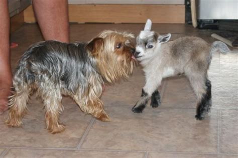 Enter your email address to receive alerts when we have new listings available for pygmy goats for sale uk. Mini Pygmy Goats for Sale | Miniature/Pygmy Goat Kids ...