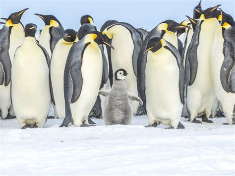 How Tourists Could Be Making Penguins In Antarctica Sick Lonely Planet