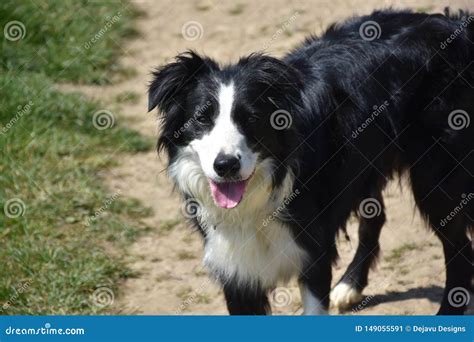 Looking Directly Into The Face Of A Border Collie Dog Stock Image