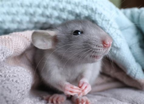 How To Care For Your Pet Rat Petmd
